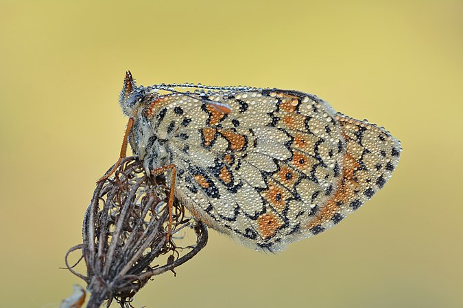 布满水滴的庆网蛱蝶（英语：Glanville fritillary）（学名：Melitaea cinxia），摄于德国勃兰登堡州普里格尼茨县维滕贝格-吕施泰德宫自然保护区（德语：Wittenberge-Rühstädter Elbniederung）。