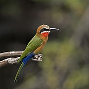 White-fronted bee-eater (Merops bullockoides) Namibia