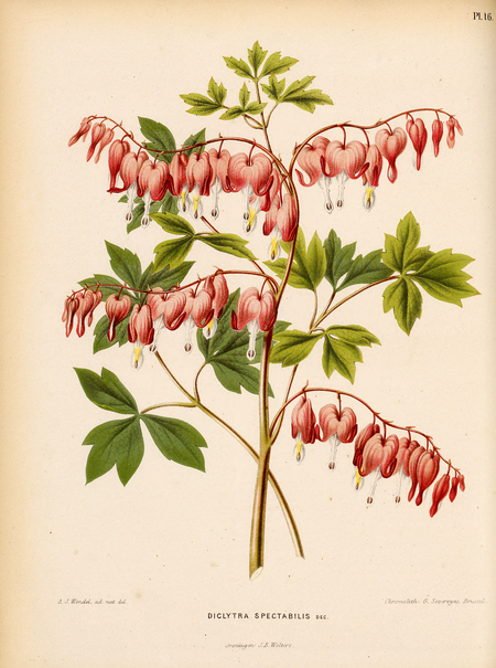 Pl. 16: DICLYTRA SPECTABILIS dec.