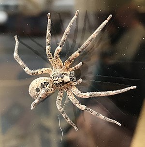 Zoropsis spinimana, adult Weibchen, Iechternach, 15.11.2018