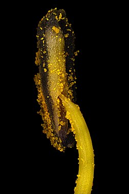 Estame do lírio-de-um-dia​ (Hemerocallis lilioasphodelus) sob o microscópio (ampliação: 9x). O estame é o órgão masculino produtor de pólen de uma flor. Coletivamente, os estames formam o androceu. Um estame normalmente consiste em uma haste chamada filete e uma antera que contém microsporângios. (definição 6 000 × 6 000)