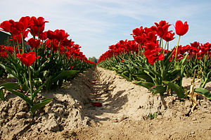 Tulip field in the Netherlands