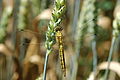 Orthetrum cancellatum