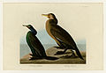 412. 1. Violet-green Cormorant 2. Townsend's_Cormorant