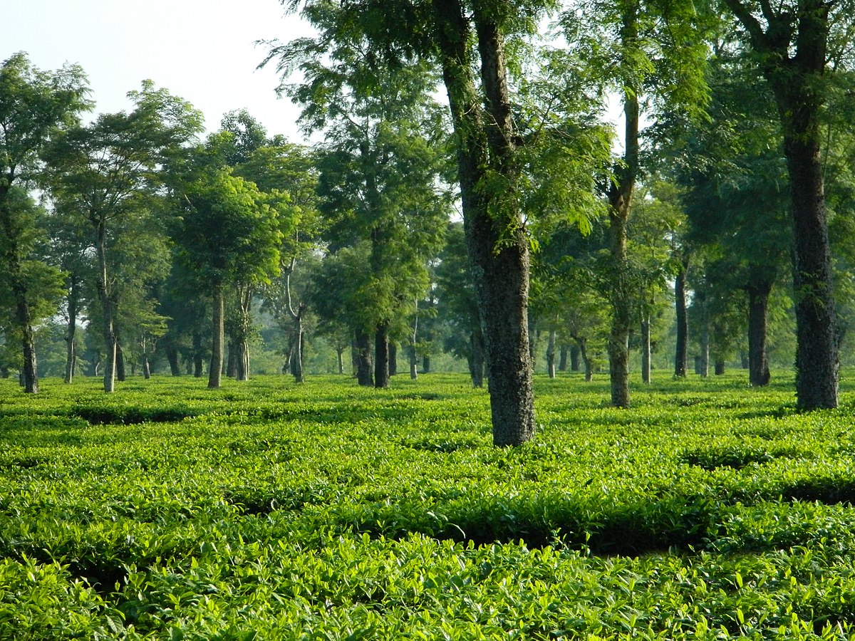 A tea garden in Dibrugarh.jpg