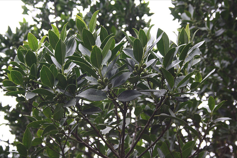 File:Acebiño Ilex canariensis.JPG