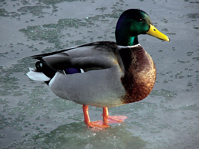 Canard colvert