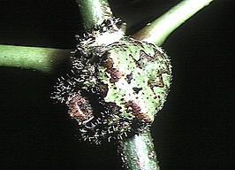 Araneus seminiger
