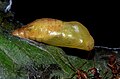 Chrysalis