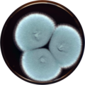 Aspergillus marvanovae growing on MEAOX plate