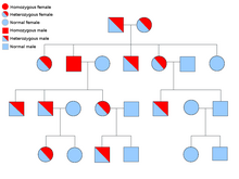 An example pedigree chart of an autosomal recessive disorder. Autosomal recessive.png