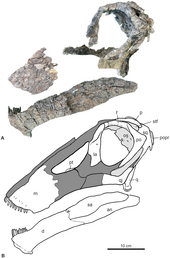 Pieces of fossilized bone from the head of the dinosaur