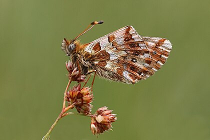 Boloria graeca balcanica, uma borboleta nativa dos Alpes e dos Bálcãs. (definição 3 781 × 2 520)