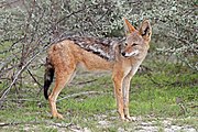 Brown and black canine in shrubland