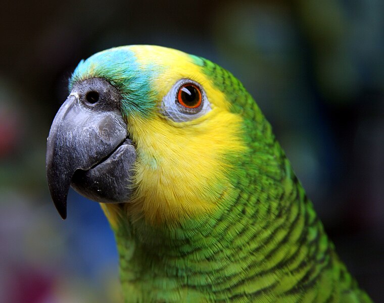 760px-Blue-fronted_Amazon_%28Amazona_aestiva%29-head-8.jpg