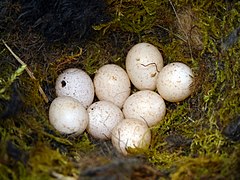 Blaumeise (Cyanistes caeruleus): Gelege