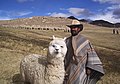 یک مرد بولیویایی به همراه آلپاکا
