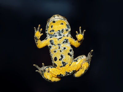 Gelbbauchunke Bombina variegata