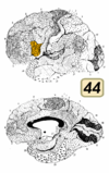 Brodmann Cytoarchitectonics 44.png