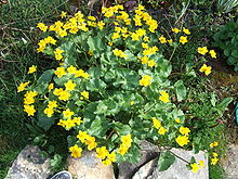 Caltha palustris plant.JPG