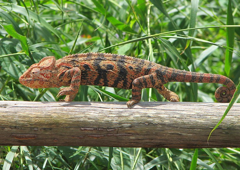 Oustelet’s Chameleon in Madagascar