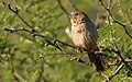 Canyon Towhee - Cochise County, Arizona