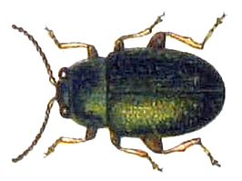 Chaetocnema angustula