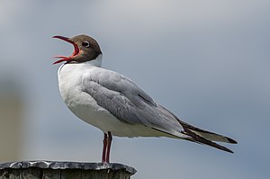 Чайкъар (Larus ridibundus)