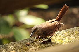 Braunzitterdrossel (Cinclocerthia ruficauda)