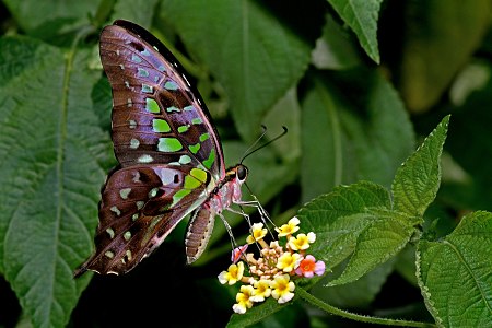 Ventral view