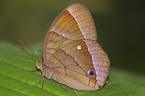 Ventral View