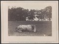 "Confederate Colonel and horse, both killed at the Battle of Antietam"[25]