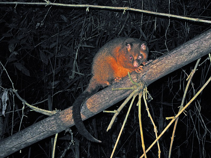 File:Coppery Brushtail Possum (3625102158).jpg