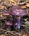 2 - Cortinarius archeri