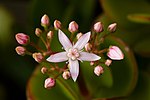 Jade plant