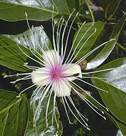 This Crateva religiosa flower is perfect: it has both stamens (outer ring) and a pistil (center).