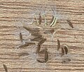  Hoikkakelton (Crepis capillaris) pähkylöitä.