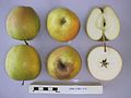 Поперечное сечение Орина, Национальная коллекция фруктов (согласно 1981-117) .jpg