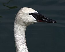 Gulbė trimitininkė (Cygnus buccinator)