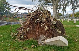 View of a damaged grave, the result of a fallen tree.