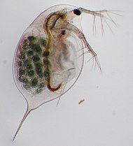 Hrotnatka průhledná (Daphnia longispina) s vajíčky