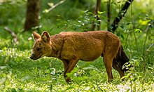 This is a dhole