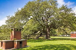 Emancipation Oak, September 2019