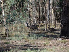 Emus