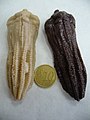 Encrinus liliiformis Cáliz de crinoideo RÉPLICA