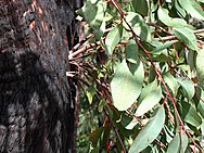 Epicormic Shoots from an Epicormic Bud on Eucalyptus following Bushfire 2, near Anglers Rest, Vic, Aust, jjron 27.3.2005.jpg