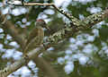 Mombasaspecht (Campethera mombassica) ♀