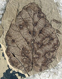 Fothergilla malloryi without scale 01.jpg