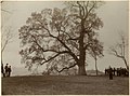 L'olmo di Albugnano, Piedmont, c.1900