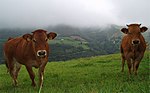 Miniatura para "Refraneiro galego da vaca"